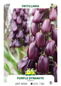 Fritillaria Early Dream