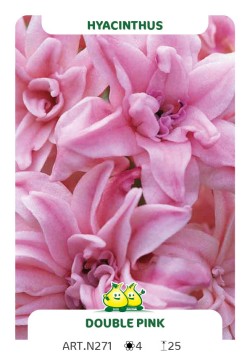 Hyacint Double Pink