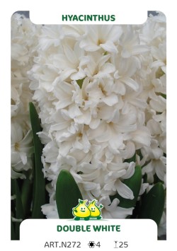 Hyacint Double White