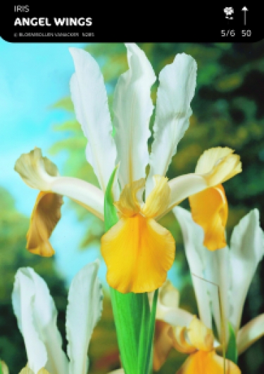 SHOWDOOS IRIS 5*100