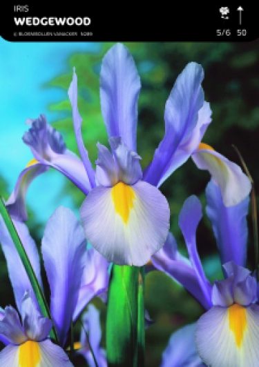 SHOWDOOS IRIS 5*100