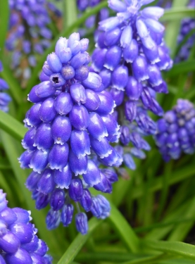 Muscari Helena