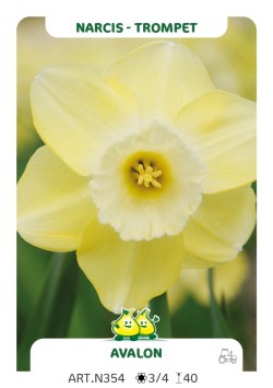 Narcis Avalon