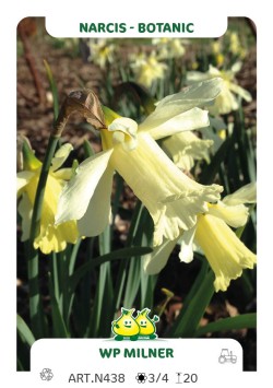 Narcis WP Milner (Pseudonarcis)