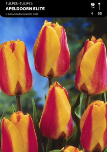 1/2 SHOWDOOS TULP DARWIN 5*50