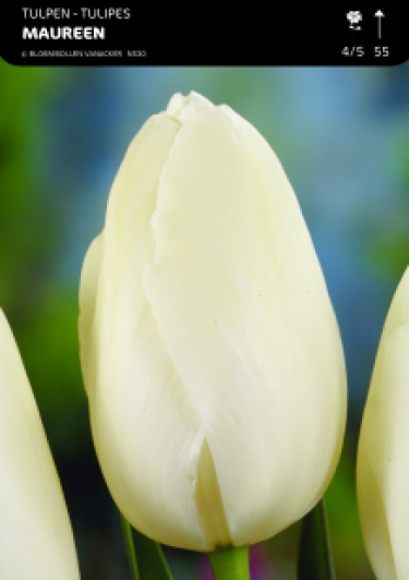 1/2 SHOWDOOS TULP ENKEL LAAT 5*50