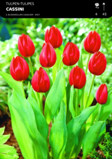 SHOWBOX MOITIÃ‰ TULIPES TRIUMPH 5*50