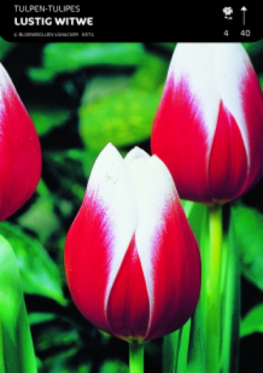 SHOWBOX MOITIÃ‰ TULIPES TRIUMPH 5*50