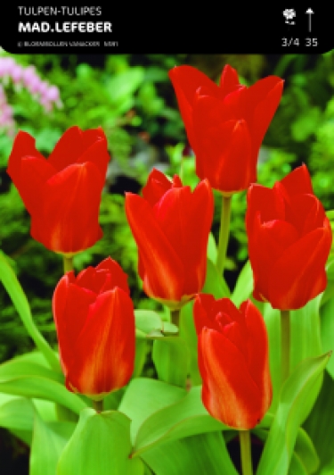 1/2 SHOWDOOS TULP FOSTERIANA 5*50