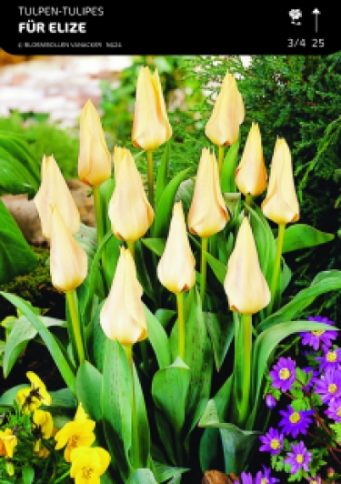 SHOWDOOS TULP BOTANISCH SPECIAAL 5*50