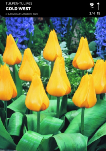 1/2 SHOWDOOS TULP BOTANISCHE 5*50