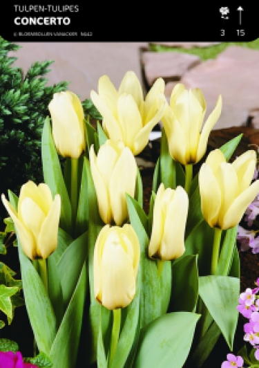 1/2 SHOWDOOS TULP BOTANISCHE 5*50