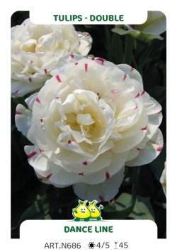 Tulp Dance Line