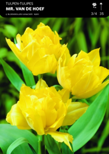 1/2 SHOWDOOS TULP DUBBEL LAGE 5*50