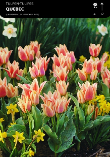 SHOWBOX TULIPES BOTANIQUE SPECIALE 5*50