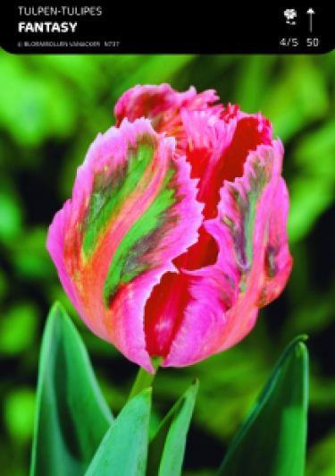 1/2 SHOWDOOS TULP PARKIET 5*50