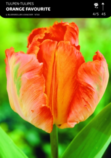 1/2 SHOWDOOS TULP PARKIET 5*50