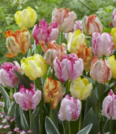 Tulp Parrot Mix Pastel