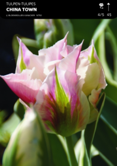 SHOWBOX TULIPES VIRIDIFLORA 5*80