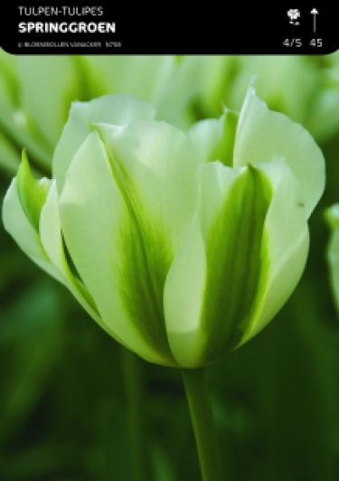 SHOWDOOS TULP VIRIDIFLORA 5*80