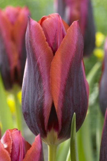 Tulpen Slawa