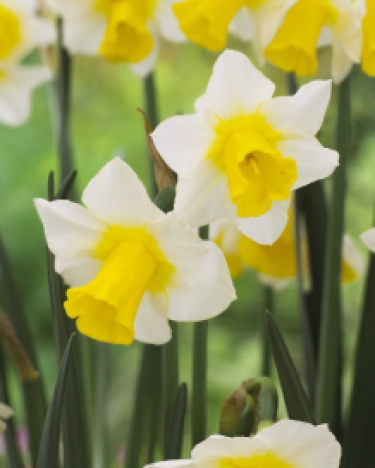 Narcis Golden Echo