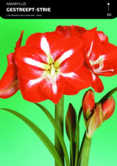 SHOWDOOS AMARYLLIS 5*5