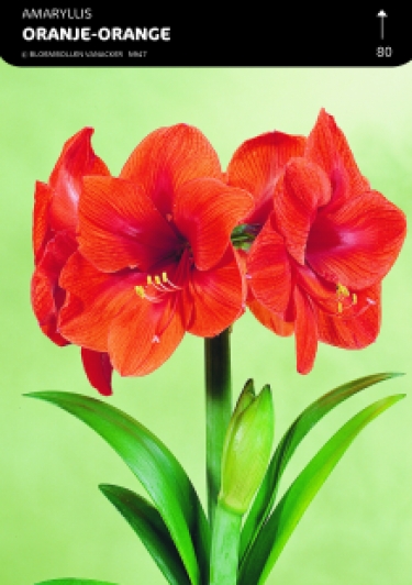 SHOWBOX AMARYLLIS 5*5