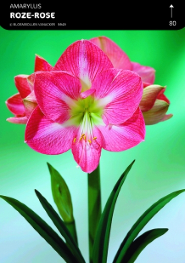 BOÎTE AMARYLLIS ROSE