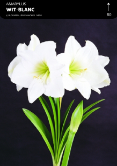 BOÎTE AMARYLLIS BLANCHE