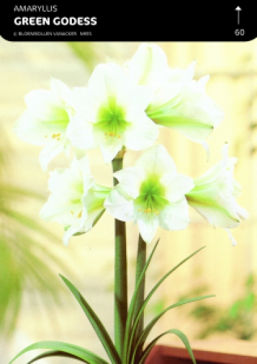 SHOWDOOS AMARYLLIS KLEINBLOEMIG 5*5