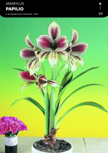 SHOWBOX AMARYLLIS PETITES FLEURS 5*5