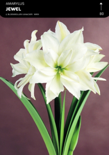 SHOWDOOS AMARYLLIS DUBBEL 5*5