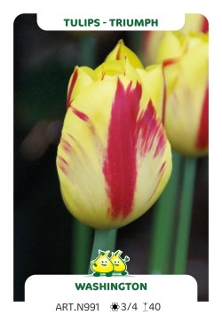 Tulpen Whispering Dream