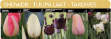 SHOWBOX TULIPES SIMPLES TARDIVES 5*80