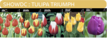 SHOWBOX MOITIÃ‰ TULIPES TRIUMPH 5*50