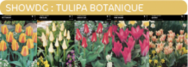 SHOWBOX TULIPES BOTANIQUE SPECIALE 5*50