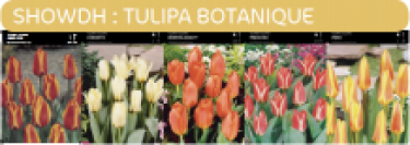 SHOWDOOS TULP BOTANISCHE 5*80