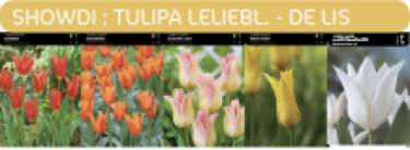 1/2 SHOWDOOS TULP LELIEBLOEMIG 5*50