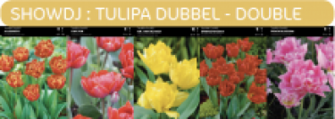 SHOWDOOS TULP DUBBEL LAGE 5*80