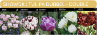 SHOWDOOS TULP DUBBEL LAAT 5*50