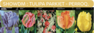 SHOWDOOS TULP PARKIET 5*80