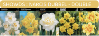 1/2 SHOWDOOS NARCIS DUBBELE 5*25