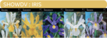 SHOWDOOS IRIS 5*100