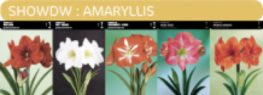 SHOWBOX AMARYLLIS 5*5