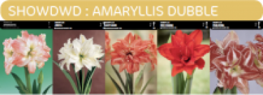 SHOWDOOS AMARYLLIS DUBBEL 5*5