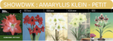 SHOWDOOS AMARYLLIS KLEINBLOEMIG 5*5