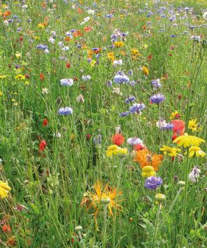 Veldbloemen met grassen per kg