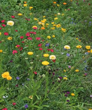 Veldbloemen per kg - meerjarig 