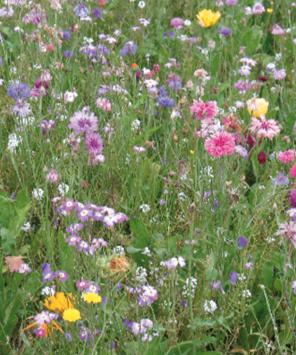 Laag bloementapijt + grassen  per kg